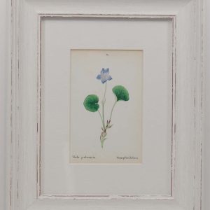 Pair 1872 Antique Botanical prints, mounted and in a modern distressed style frame by J C Weber.