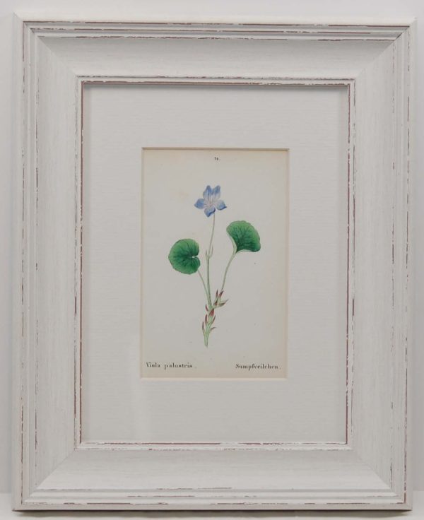 Pair 1872 Antique Botanical prints, mounted and in a modern distressed style frame by J C Weber.