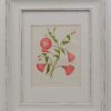 Antique Botanical prints by Anne Pratt, pair, mounted and framed, Field Convolvulus, Herb Robert or Poor Robin.
