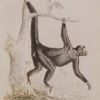 Ateles Paniscus, Spider Monkey Jardine 1833