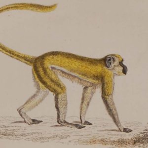 Antique print, hand coloured from 1833 after William Jardine. It is titled, Cercocebus Sabaeus, Green Monkey.