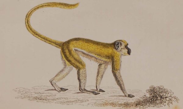 Antique print, hand coloured from 1833 after William Jardine. It is titled, Cercocebus Sabaeus, Green Monkey.