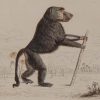 Antique print, hand coloured from 1833 after William Jardine. It is titled, Papio Sylvanus, Chacma baboon.