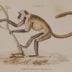 Antique print, hand coloured from 1833 after William Jardine. It is titled, Semnopithecus Entellus, Grey Langur.