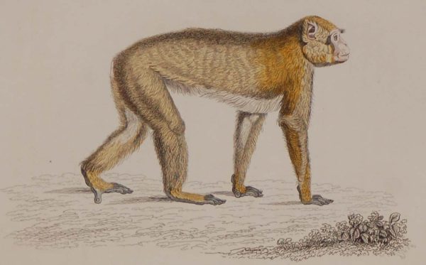Antique print, hand coloured from 1833 after William Jardine. It is titled, Inuus Sylvanus, the Barbary macaque.