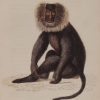 Antique print, hand coloured from 1833 after William Jardine. It is titled, Macacus Silenus, the Lion-tailed macaque.