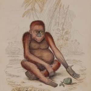 Antique print, hand coloured from 1833 after William Jardine. It is titled, Pithecus Satryus, the Orangutan.