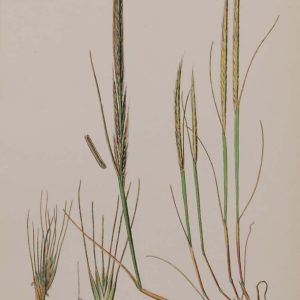 Antique hand coloured botanical print after James Sowerby titled Ambiguous Fescue Grass.