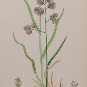 Antique hand coloured botanical print after James Sowerby titled Rough Cock's Foot Grass.