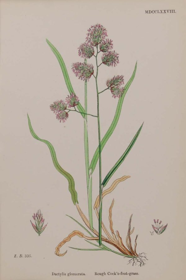 Antique hand coloured botanical print after James Sowerby titled Rough Cock's Foot Grass.
