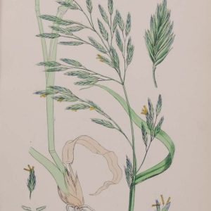 Antique hand coloured botanical print after James Sowerby titled Tall Fescue Grass.