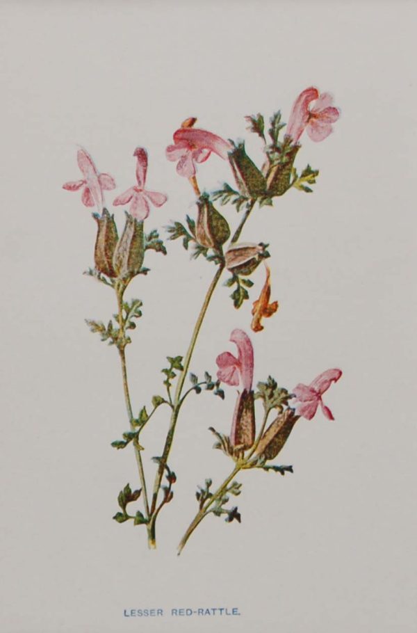 Antique botanical prints a pair titled Lesser Red Rattle and Hedge Calamint by F E Hulme. The prints where published circa 1895.