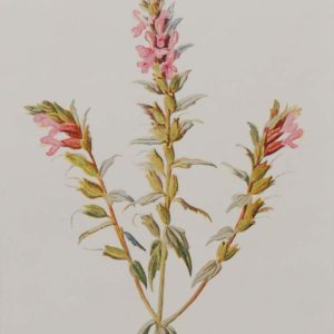 Antique botanical prints a pair titled Red Bartsia and Hedge Stachys by F E Hulme. The prints where published circa 1895.