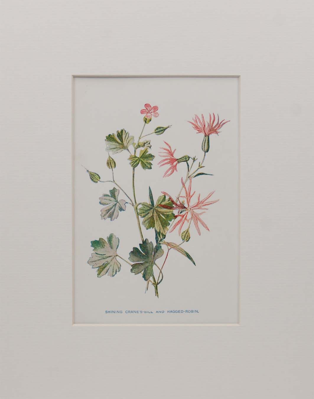 Antique botanical prints a pair titled Sweet Briar and Shining Crane's Bill by F E Hulme. The prints where published circa 1895.