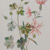 Antique botanical prints a pair titled Sweet Briar and Shining Crane's Bill by F E Hulme. The prints where published circa 1895.