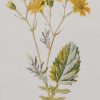 Antique botanical prints a pair titled Water Ragwort and Rag-wort by F E Hulme. The prints where published circa 1895.