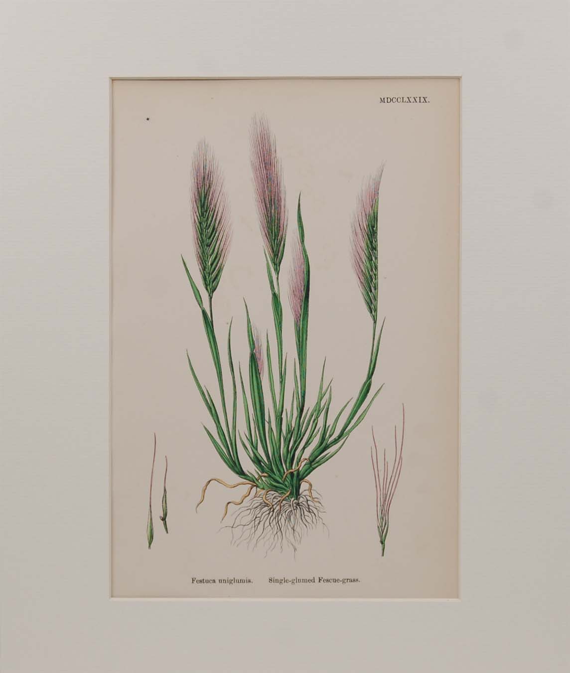 Antique hand coloured botanical print after James Sowerby titled Single-glumed Fescue Grass.