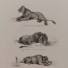 Engraving by Thomas Landseer from drawings by E Spilsbury after Reydinger, they are of three lions titled Senegal Lion, Blackmaned Lion and Lioness.