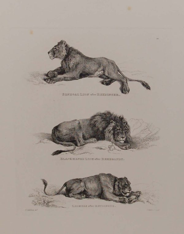 Engraving by Thomas Landseer from drawings by E Spilsbury after Reydinger, they are of three lions titled Senegal Lion, Blackmaned Lion and Lioness.