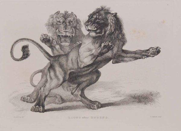Engraving by Thomas Landseer after a drawing by E Spilsbury titled Lions after Ruebens.