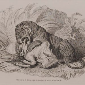 Engraving by Thomas Landseer after a drawing by his brother Edwin Landseer titled Tigre and Indian Bullock after nature.
