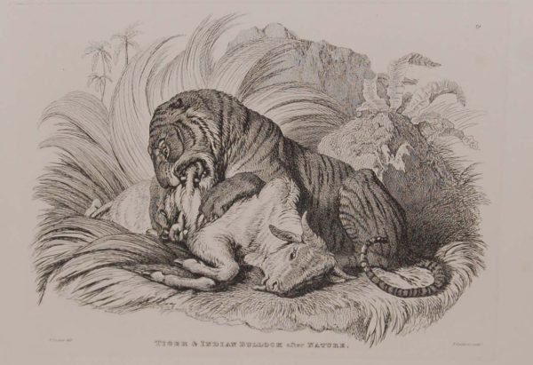 Engraving by Thomas Landseer after a drawing by his brother Edwin Landseer titled Tigre and Indian Bullock after nature.