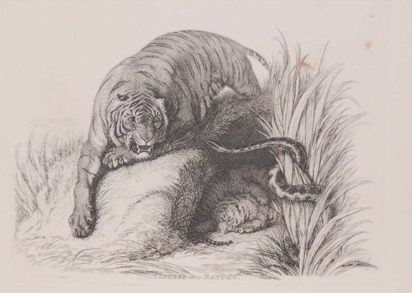 Engraving by Thomas Landseer titled Tigress after nature. Published by G H Bohn 1853.