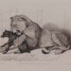 Engraving by Thomas Landseer after a drawing by his brother Edwin Landseer titled Lioness and Bitch from Cross's Menagerie.