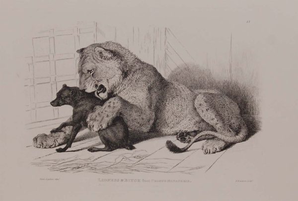 Engraving by Thomas Landseer after a drawing by his brother Edwin Landseer titled Lioness and Bitch from Cross's Menagerie.