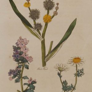 Hand coloured antique botanical print from 1812 after Sir John Hill. The print features three plants titled Bur Reed, Calamint and Chamomile.