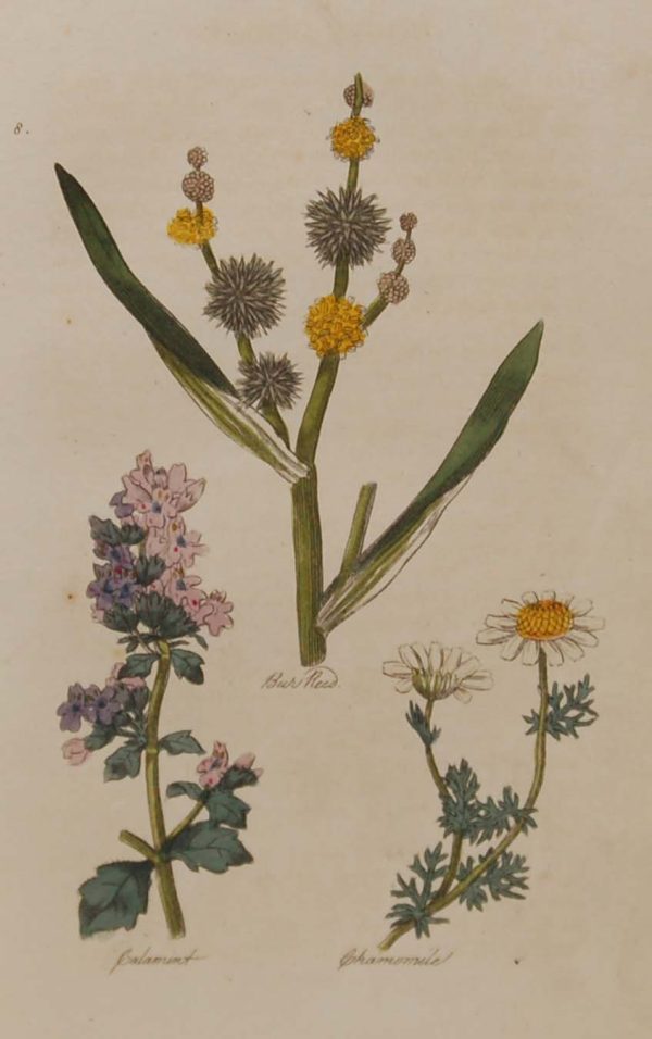 Hand coloured antique botanical print from 1812 after Sir John Hill. The print features three plants titled Bur Reed, Calamint and Chamomile.