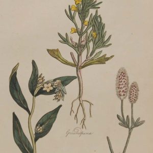 Hand coloured antique botanical print from 1812 after Sir John Hill. The print features three plants titled Ground Pine, Gromwell and Haresfort.