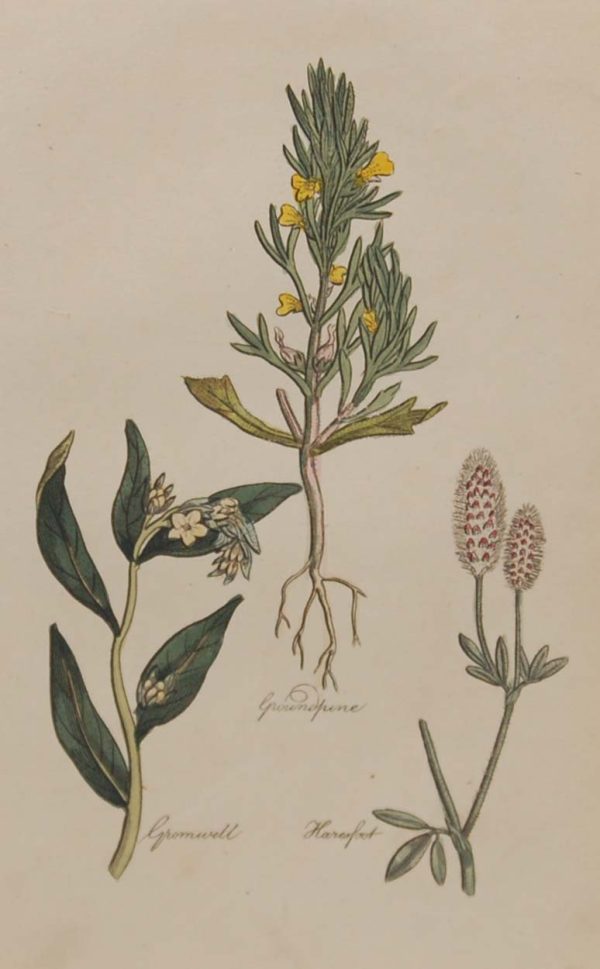 Hand coloured antique botanical print from 1812 after Sir John Hill. The print features three plants titled Ground Pine, Gromwell and Haresfort.