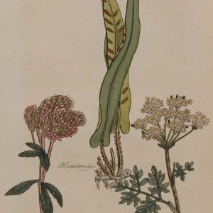 Hand coloured antique botanical print from 1812 after Sir John Hill. The print features three plants titled Hartstonoue, Hemp Agrimony and Hemlock.