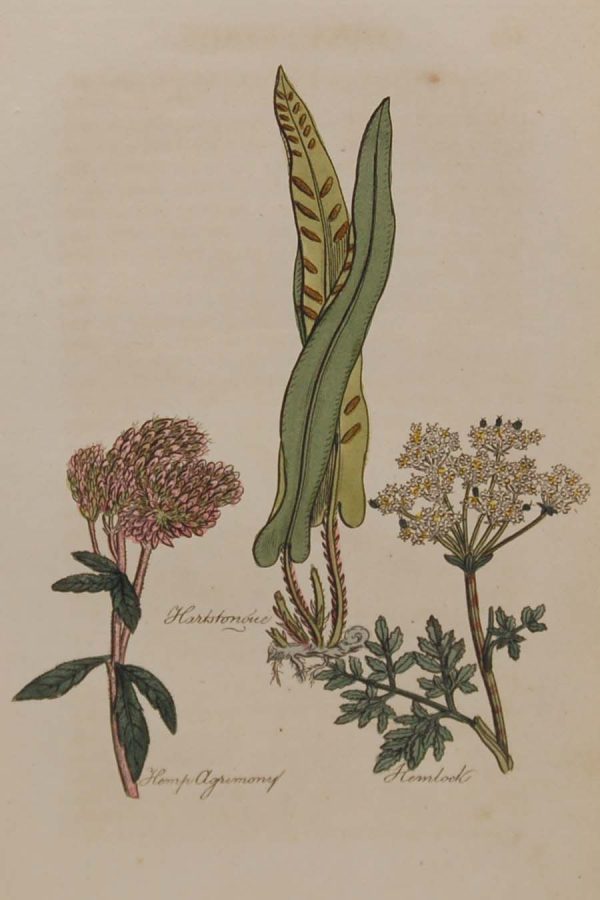 Hand coloured antique botanical print from 1812 after Sir John Hill. The print features three plants titled Hartstonoue, Hemp Agrimony and Hemlock.