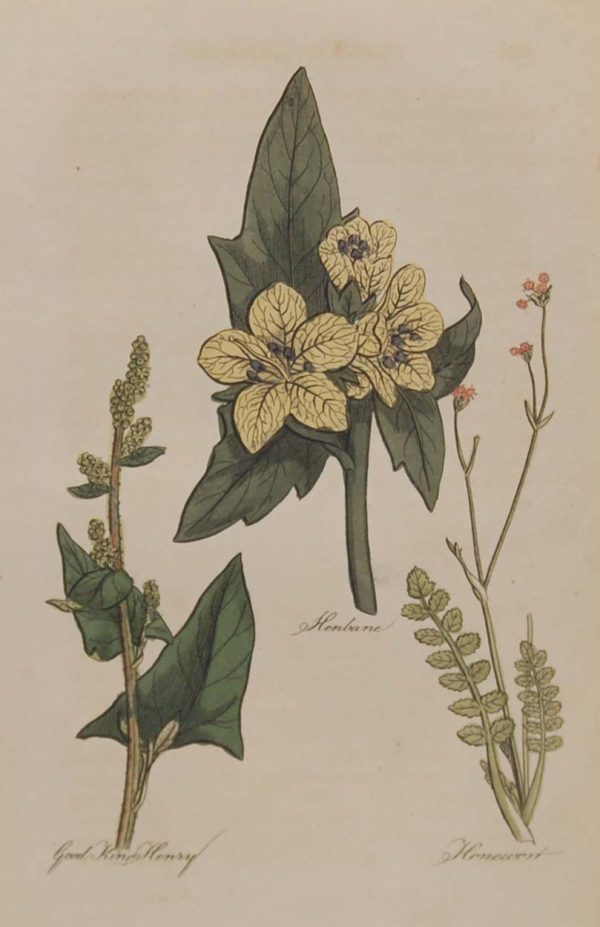 Hand coloured antique botanical print from 1812 after Sir John Hill. The print features three plants titled Henbane, Good King Henry and Honewort.