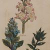 Hand coloured antique botanical print from 1812 after Sir John Hill. The print features three plants titled Buckbean, Buole and Butchers Brown.