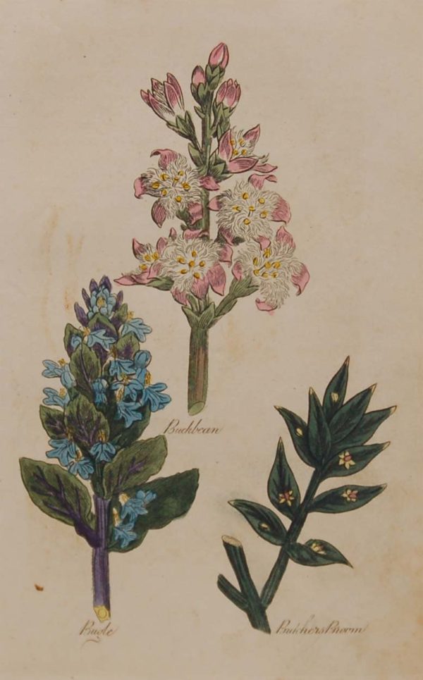 Hand coloured antique botanical print from 1812 after Sir John Hill. The print features three plants titled Buckbean, Buole and Butchers Brown.