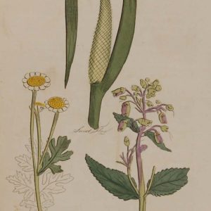 Hand coloured antique botanical print from 1812 after Sir John Hill. The print features three plants titled Sweet Flag, Fever Dew and Fishwort.