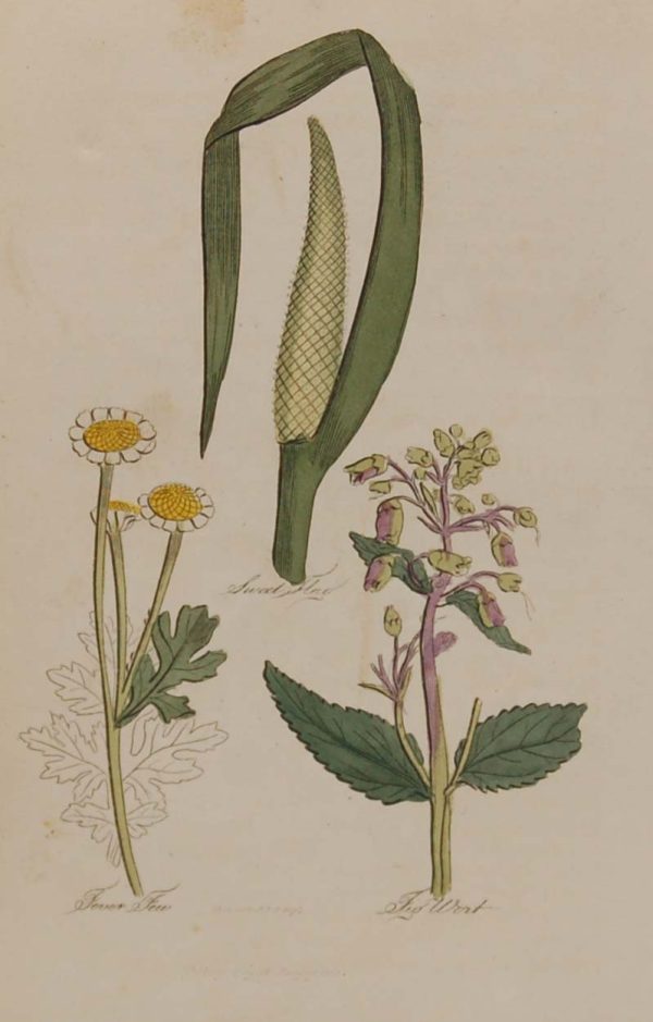Hand coloured antique botanical print from 1812 after Sir John Hill. The print features three plants titled Sweet Flag, Fever Dew and Fishwort.