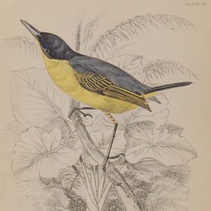 Antique print, steel engraving, hand coloured from 1838. It is titled, Black Headed Tody.