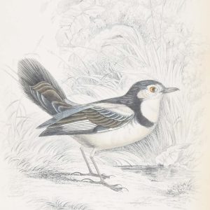 Antique print, hand coloured Jardine engraving from 1838. It is titled, Cock Tailed Water Chat.