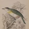 Antique print, hand coloured engraving from 1838. It is titled, Cuvier's Thick Bill.