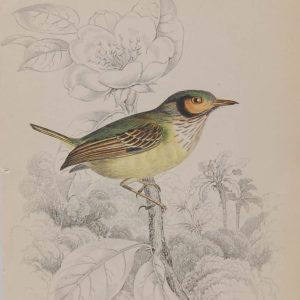 Antique print, steel engraving, hand coloured from 1838. It is titled, Green Headed Tody.