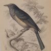 Antique print, hand coloured Jardine engraving from 1838. It is titled, Grey Phia.