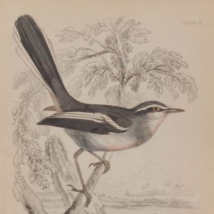 Antique print, hand coloured engraving from 1838. It is titled, Long Tailed African Tody.