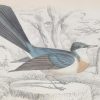 Antique print, hand coloured Jardine engraving from 1838. It is titled, Dishwater Fantail.