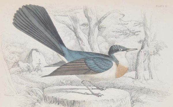 Antique print, hand coloured Jardine engraving from 1838. It is titled, Dishwater Fantail.