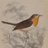 Antique print, hand coloured engraving from 1838. It is titled, Robin Flycatcher.