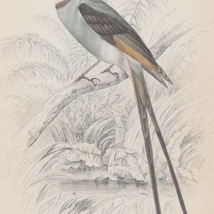 Antique print, hand coloured Jardine engraving from 1838. It is titled, Scissor Tail or Swallow Blackcap.